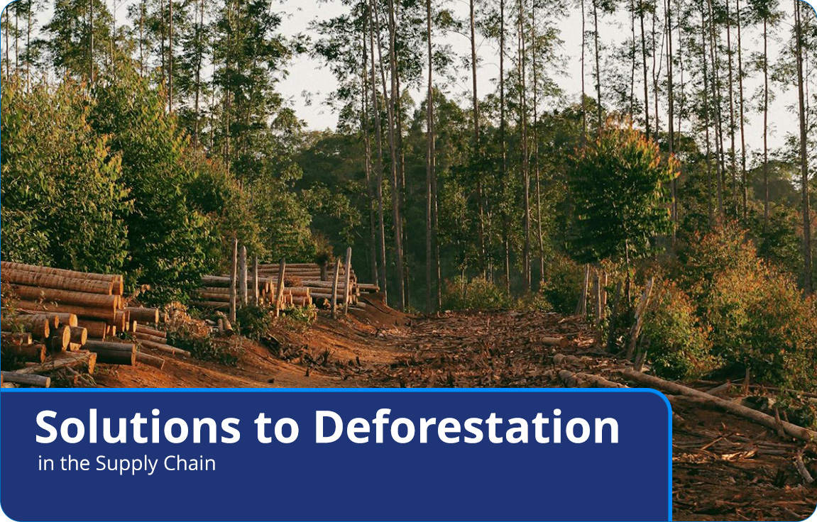 Solutions to Deforestation in the Supply Chain